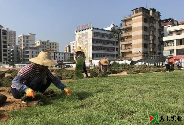 正在鋪設運動場草坪的工人